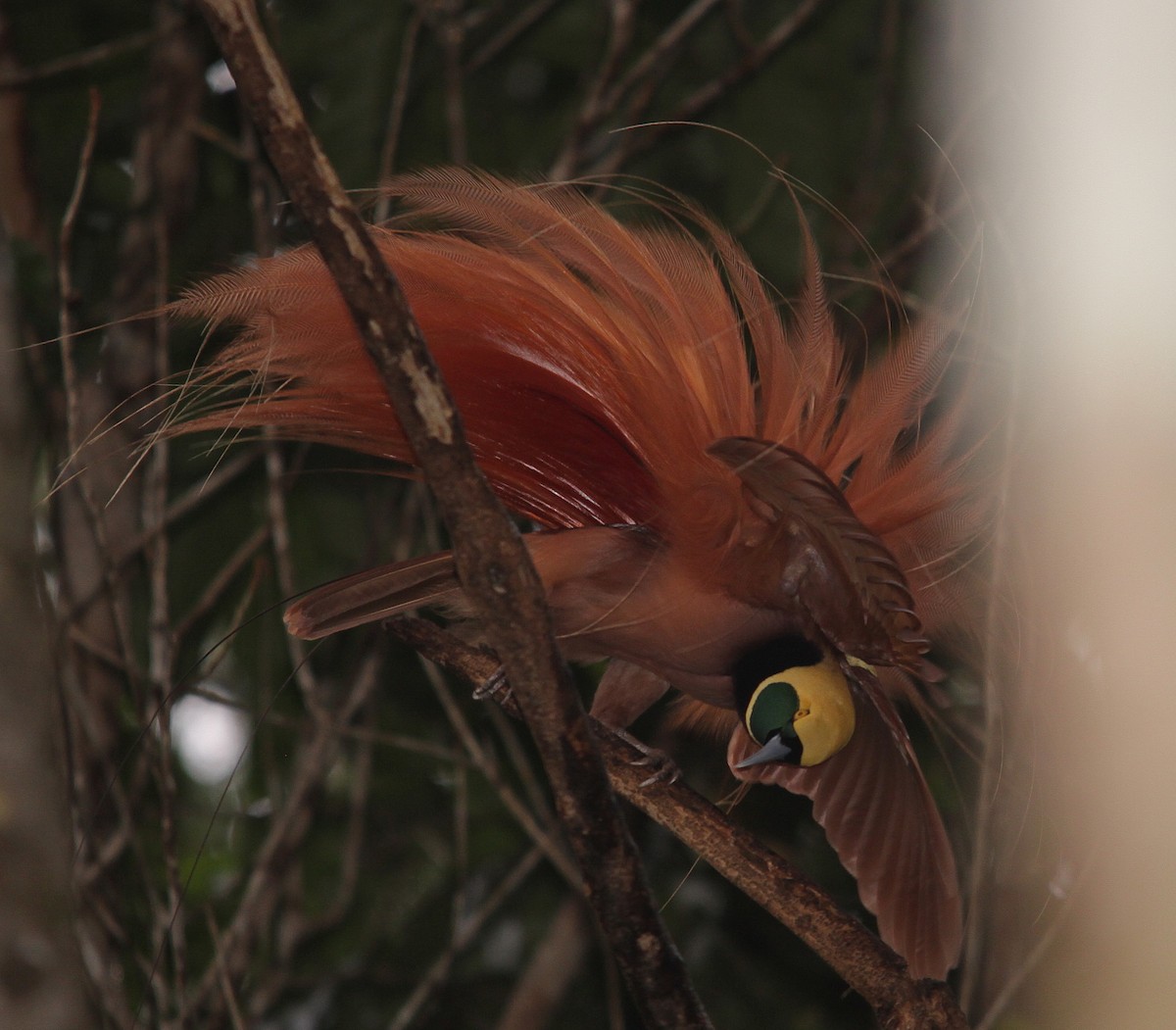 Raggiana Bird-of-Paradise - ML615088198