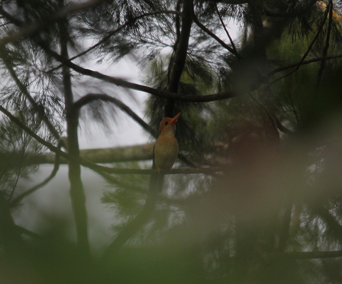 Yellow-billed Kingfisher - ML615088228