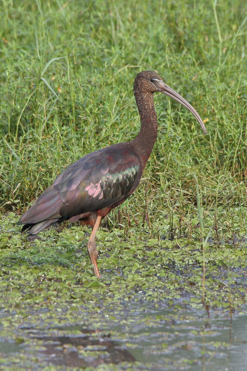 ibis hnědý - ML615088631