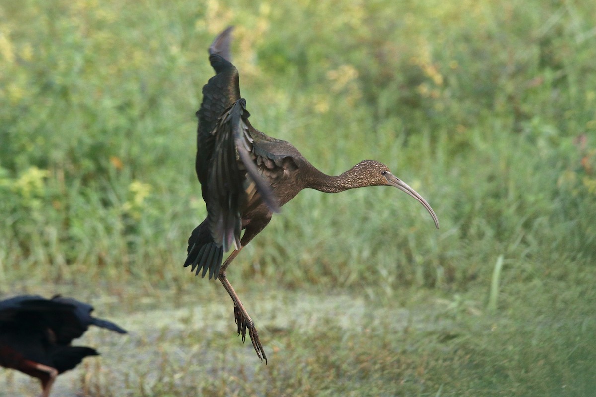 ibis hnědý - ML615088632