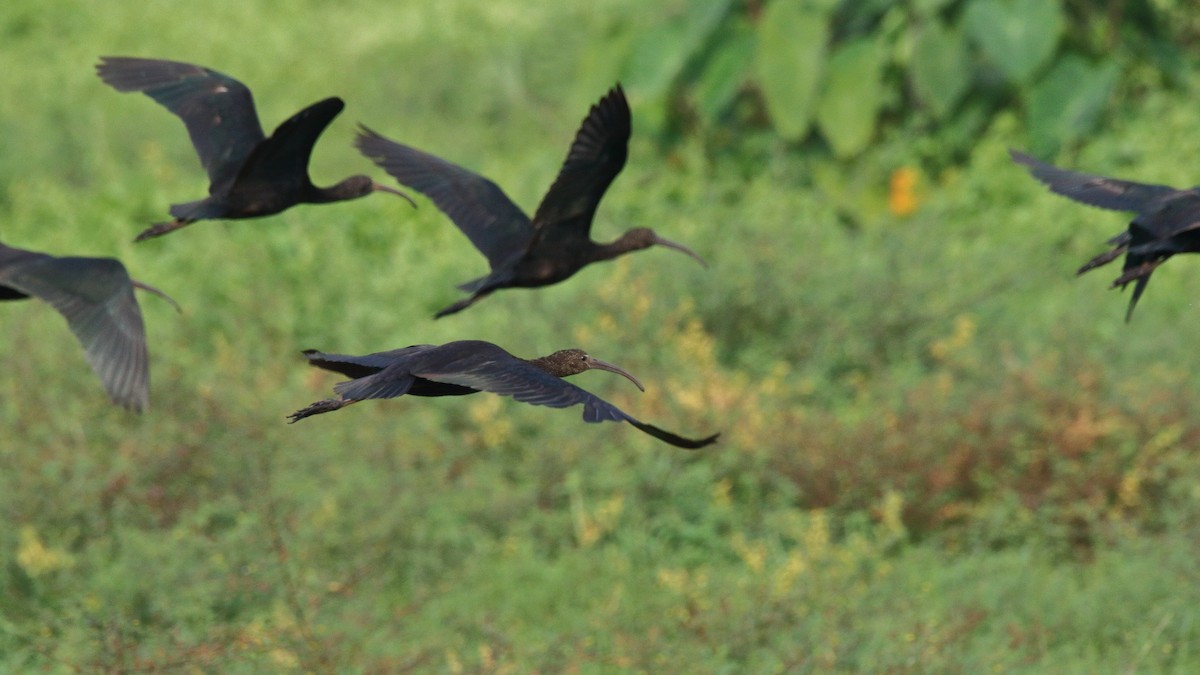 ibis hnědý - ML615088645