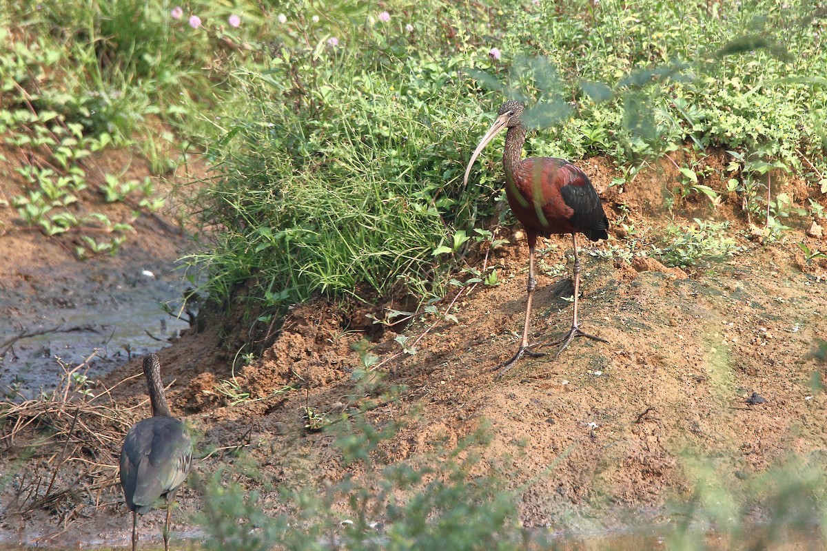 ibis hnědý - ML615088647