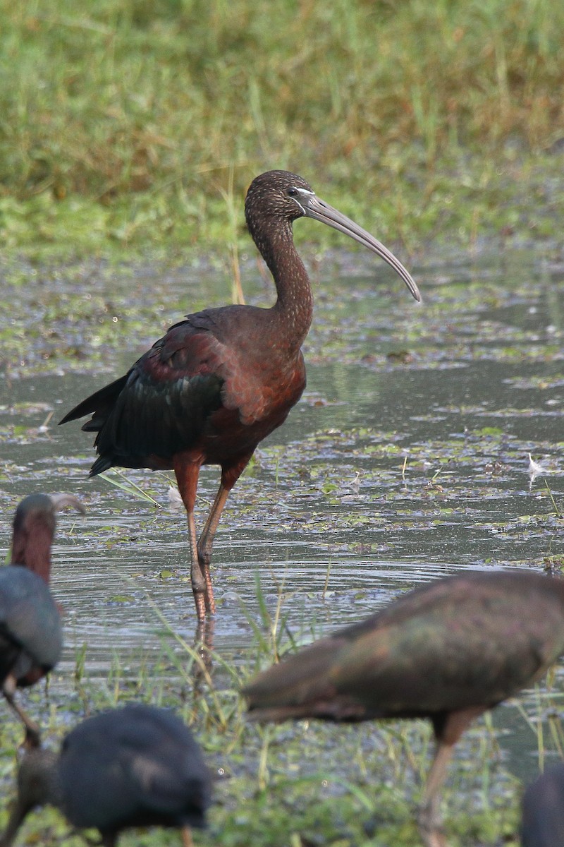 ibis hnědý - ML615088654