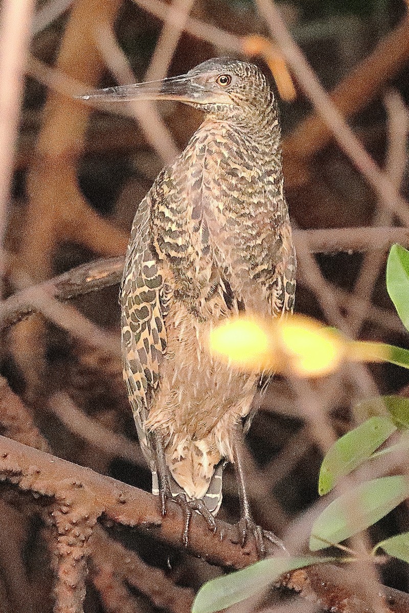 White-crested Tiger-Heron - Brian Cox
