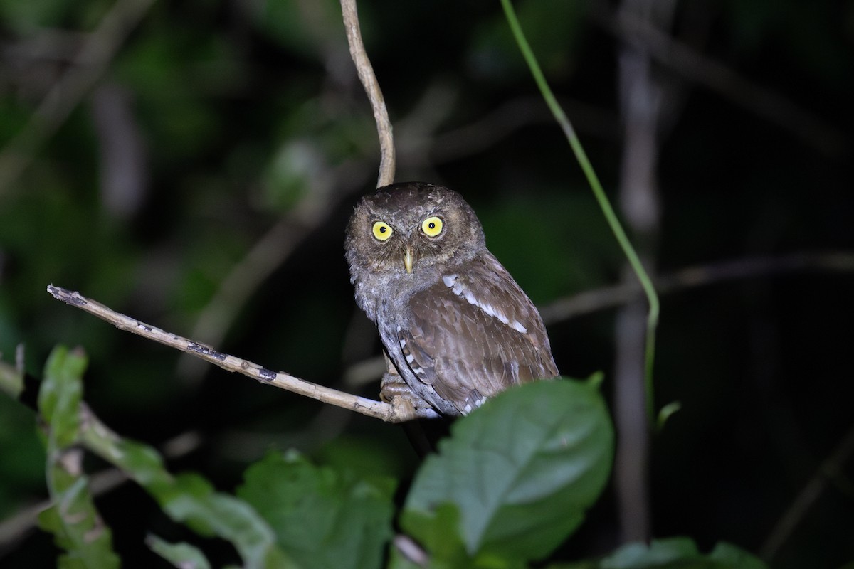 Andaman Scops-Owl - ML615088786