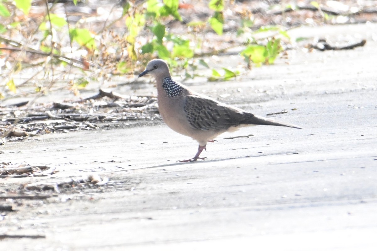 Spotted Dove - ML615088792