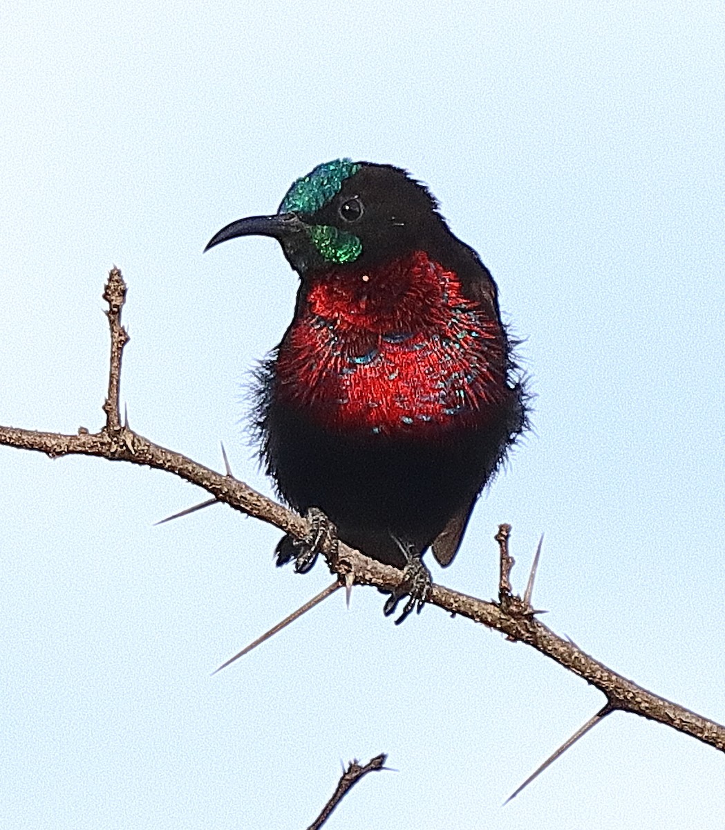 Scarlet-chested Sunbird - ML615088793