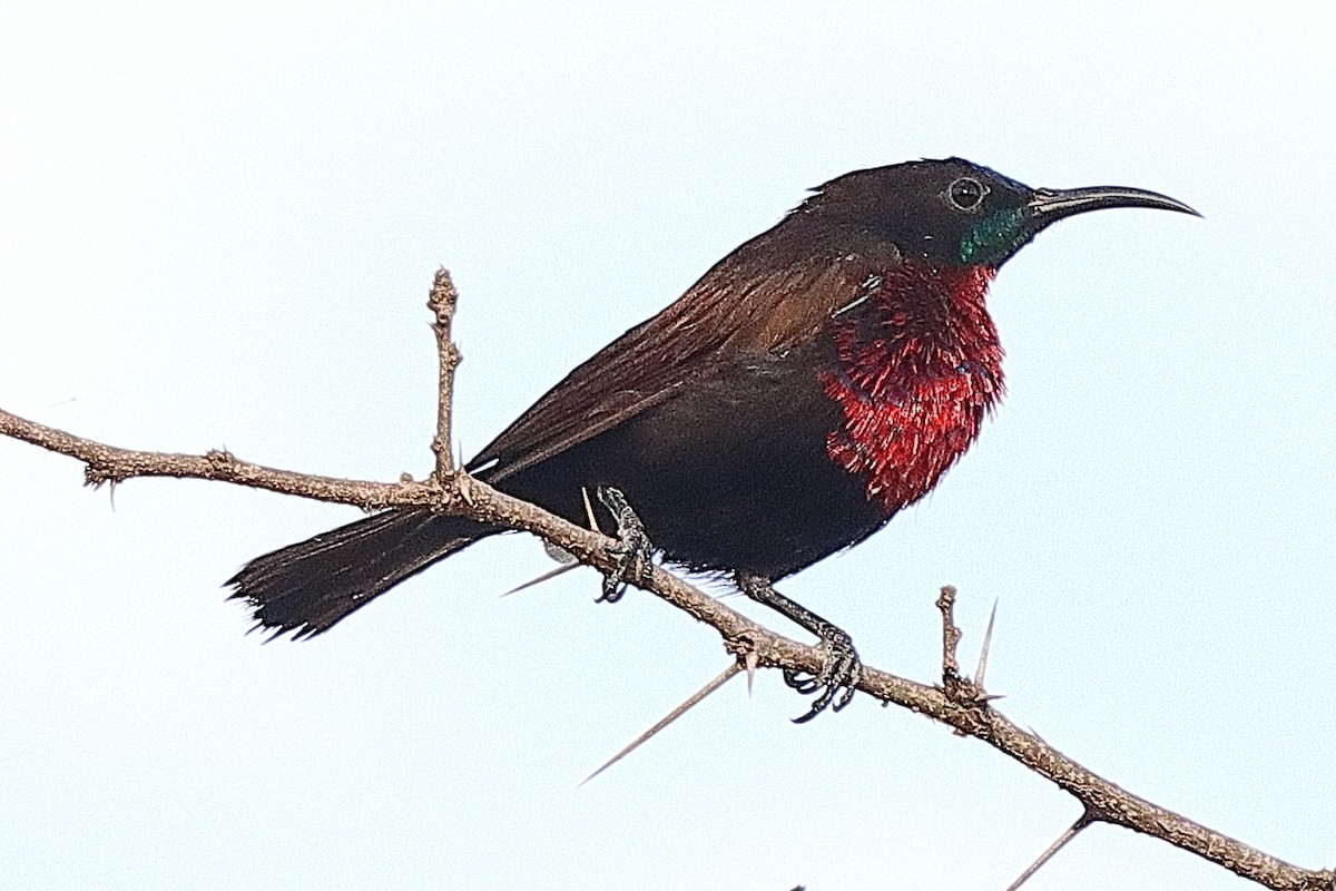Scarlet-chested Sunbird - ML615088794