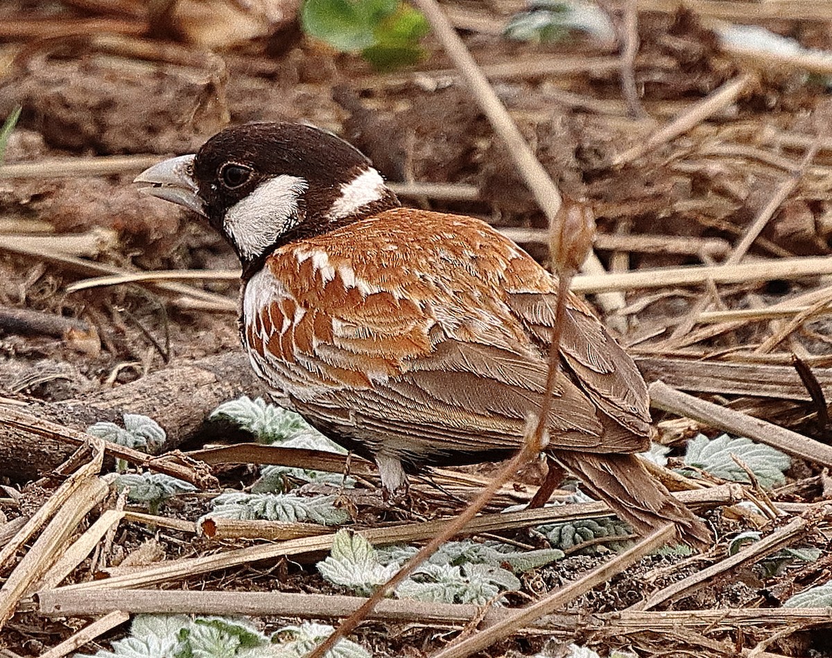 Chestnut-backed Sparrow-Lark - ML615088823