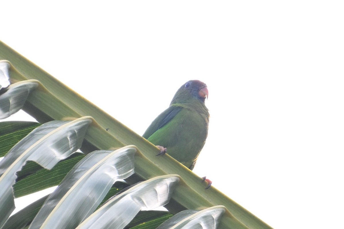 Philippine Hanging-Parrot - ML615088844