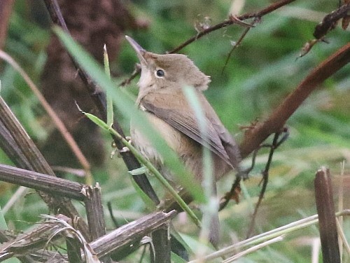 Common Reed Warbler (Common) - ML615089043
