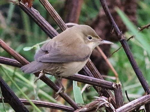 Common Reed Warbler (Common) - ML615089046