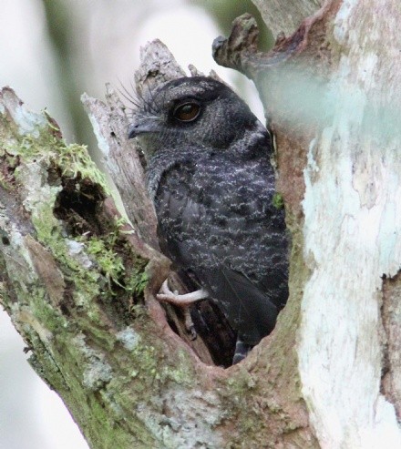 Barred Owlet-nightjar - ML615089070