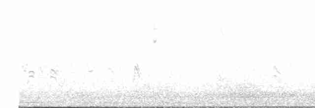 Grass Wren (Northern) - ML615089071