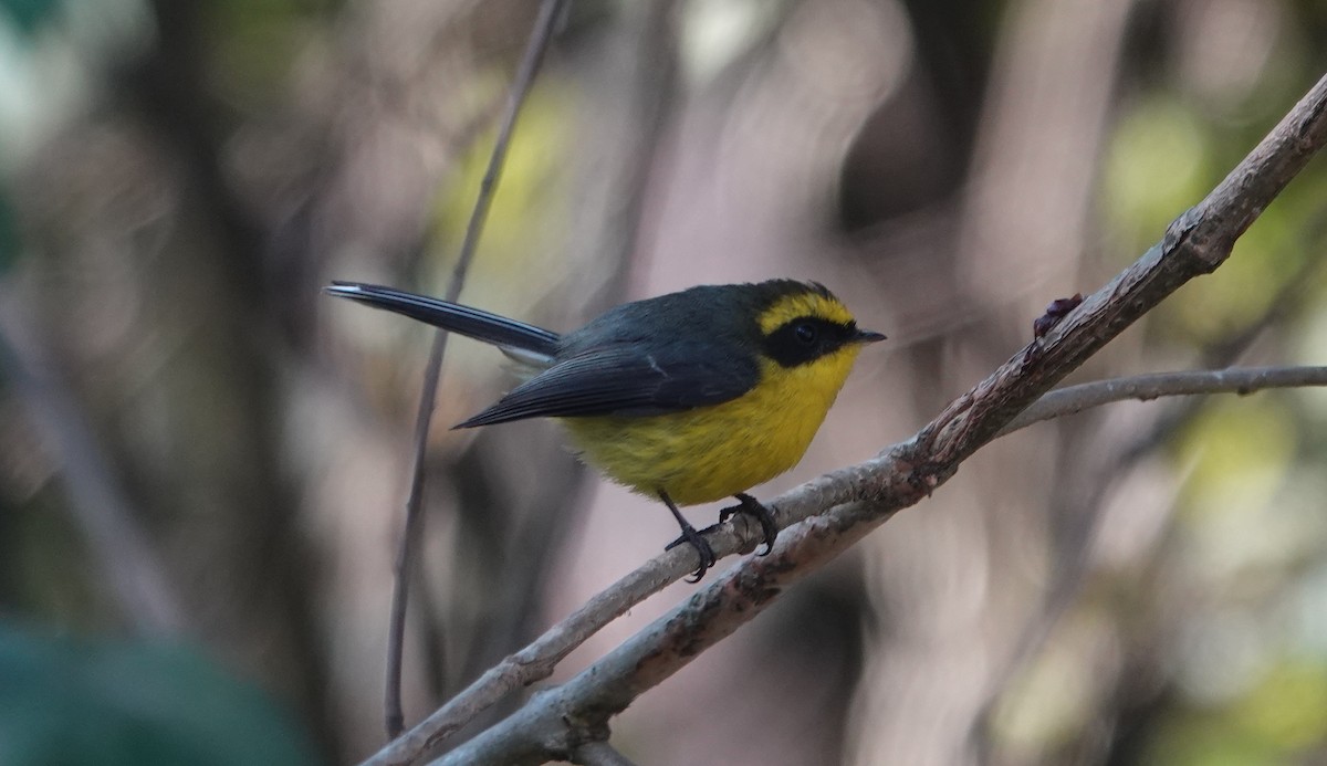 Yellow-bellied Fairy-Fantail - ML615089072