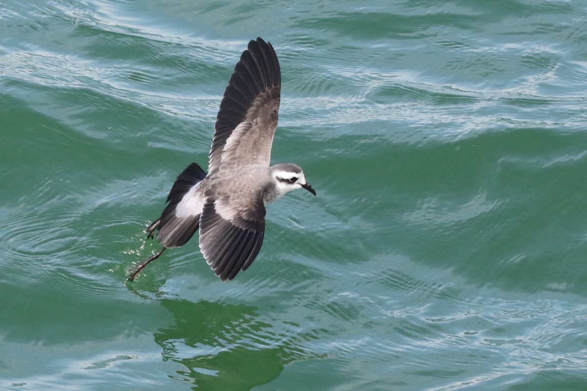 White-faced Storm-Petrel - ML615089184
