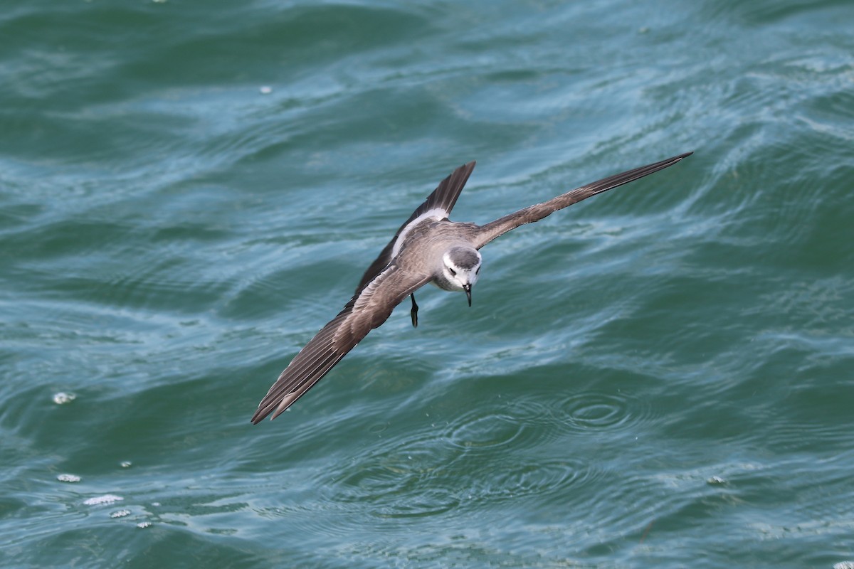 White-faced Storm-Petrel - ML615089185