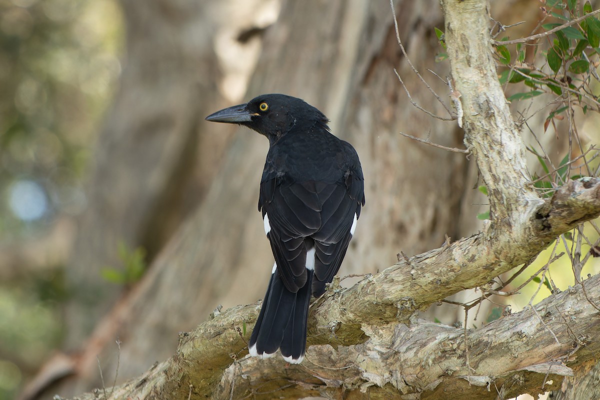 Pied Currawong - ML615089186