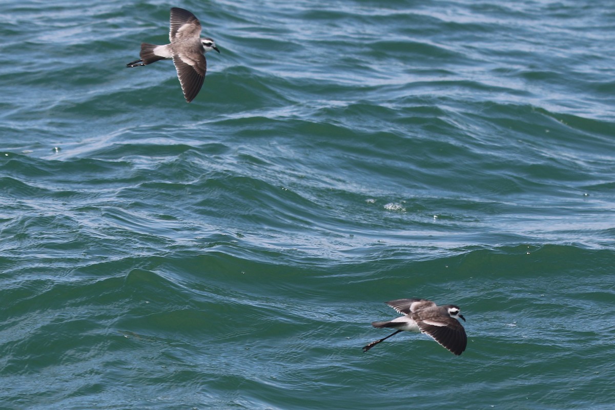 White-faced Storm-Petrel - ML615089199