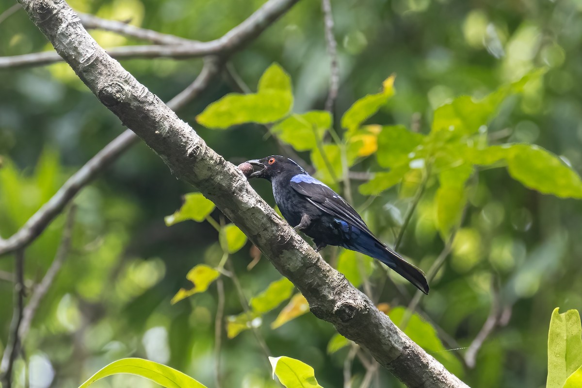 Asian Fairy-bluebird - ML615089234