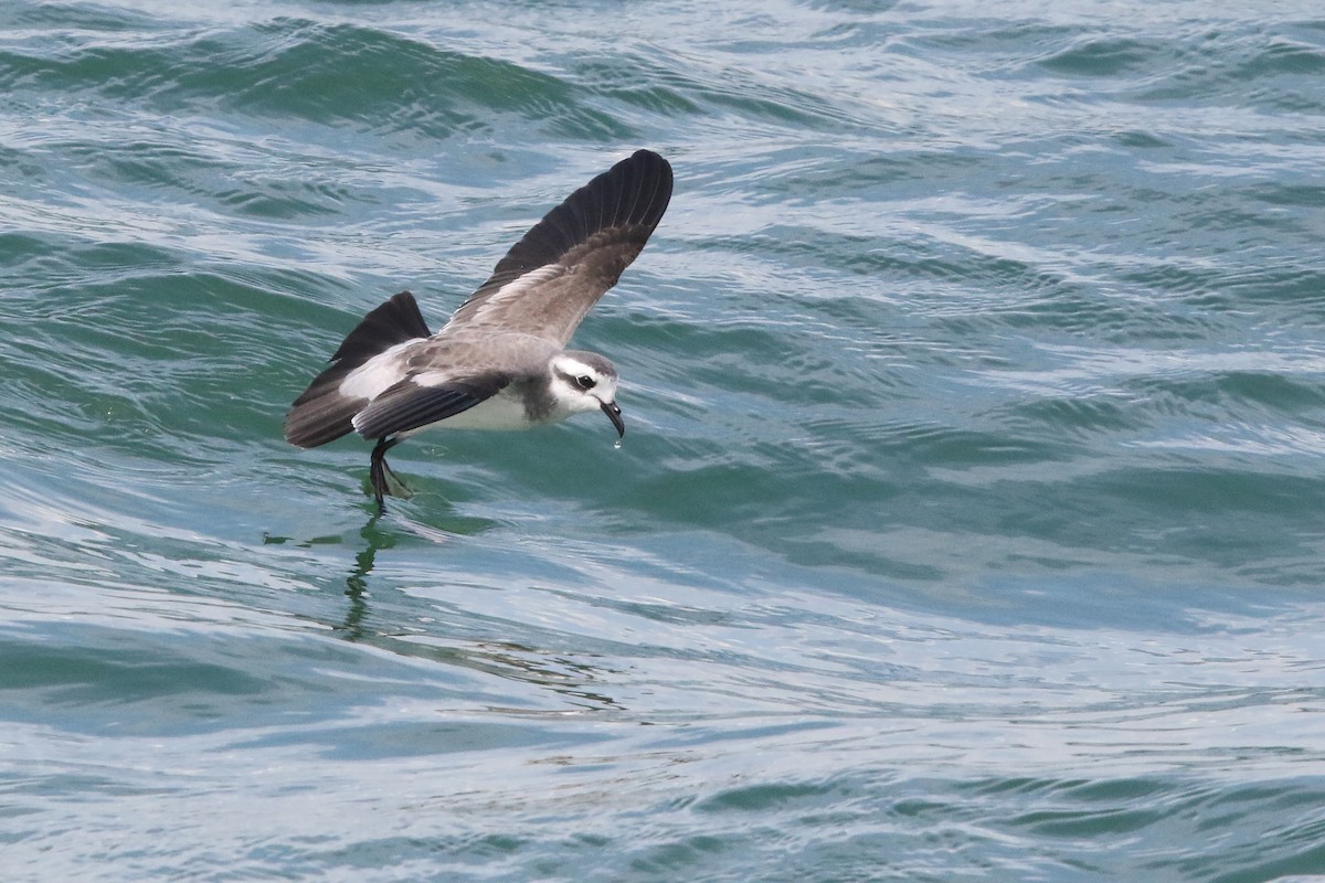 White-faced Storm-Petrel - ML615089236