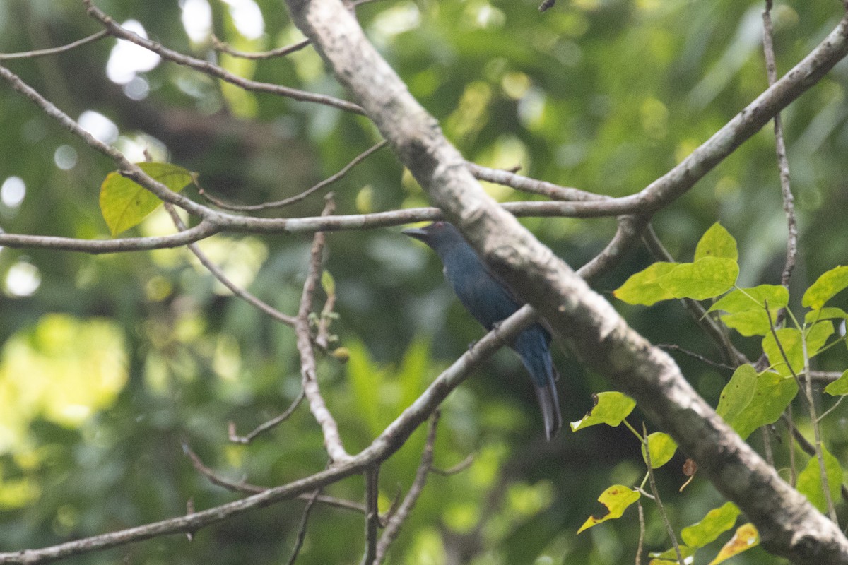 Asian Fairy-bluebird - ML615089251