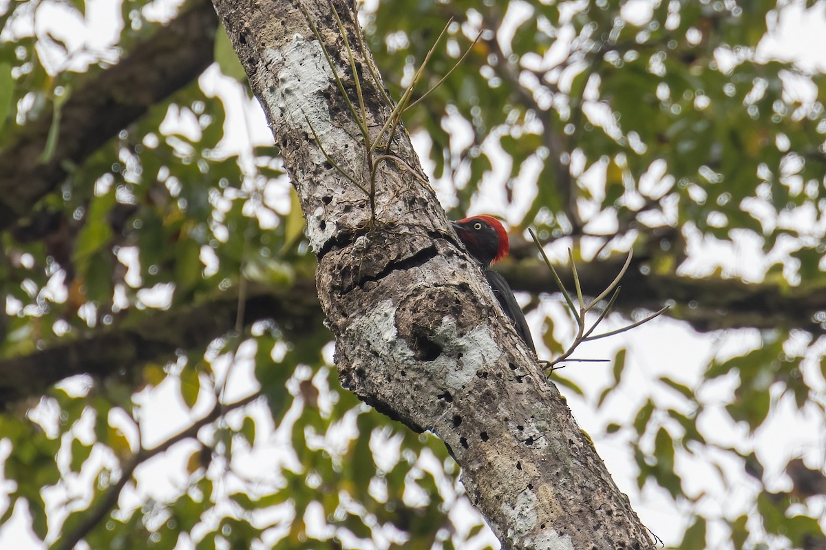 Andaman Woodpecker - Kalpesh Krishna