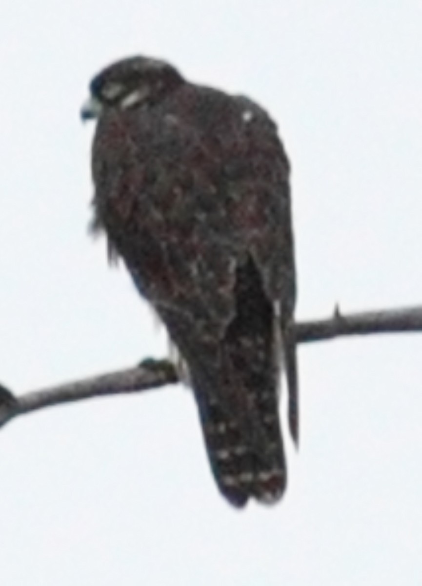 Peregrine Falcon (Malagasy) - ML615089458