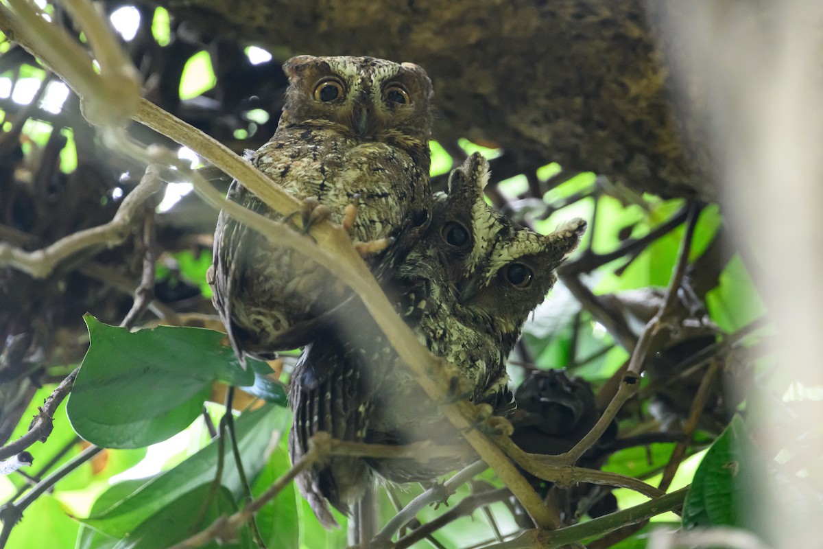 Sulawesi Scops-Owl - ML615089598