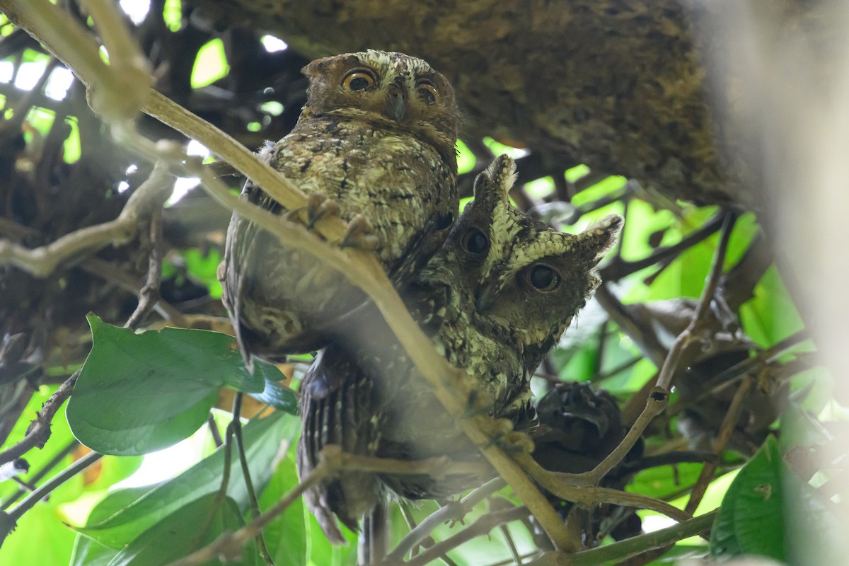 Sulawesi Scops-Owl - Stephen Davies