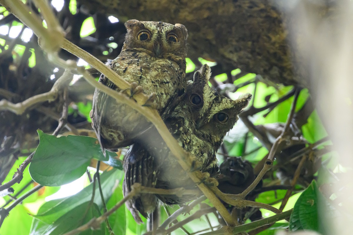 Sulawesi Scops-Owl - ML615089600