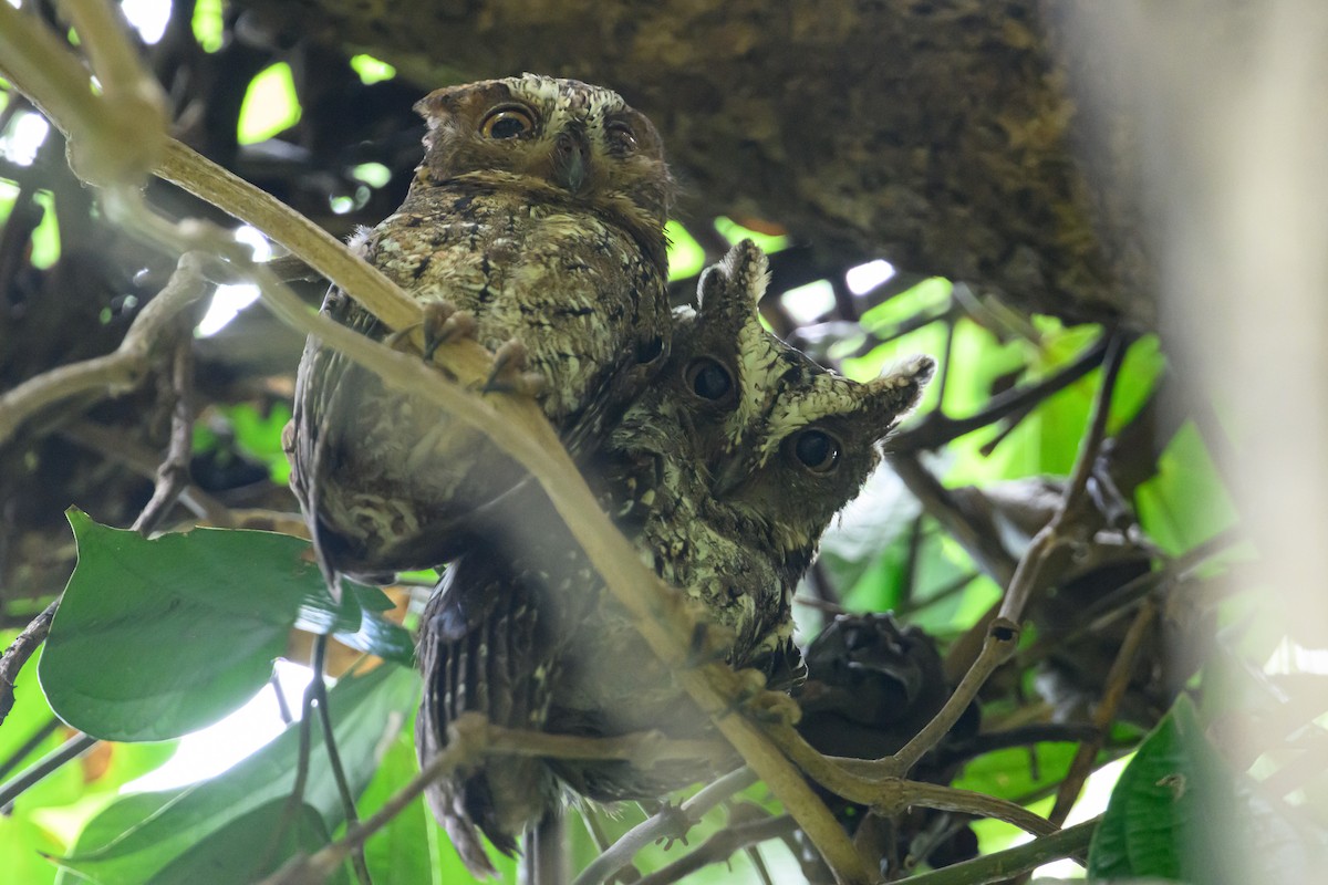 Sulawesi Scops-Owl - ML615089601
