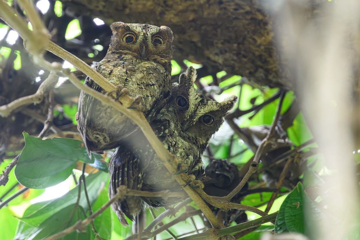Sulawesi Scops-Owl - Stephen Davies