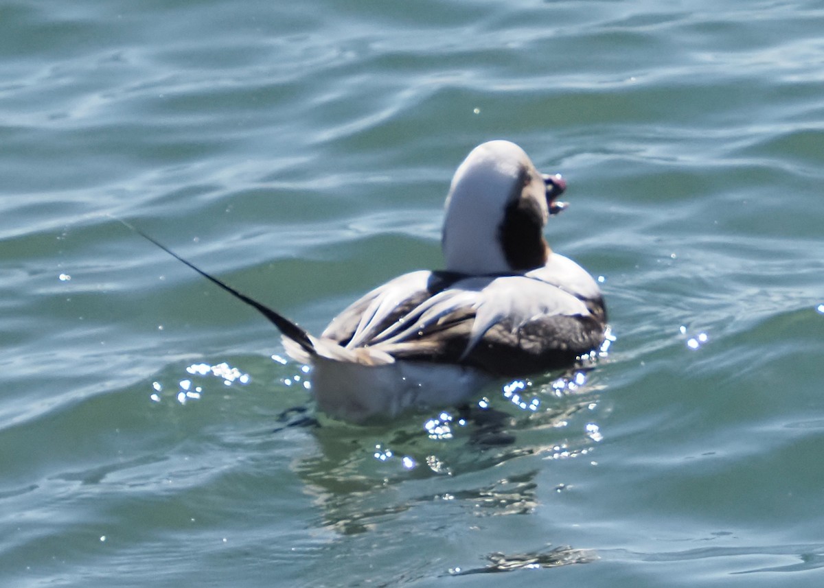Long-tailed Duck - ML615089868