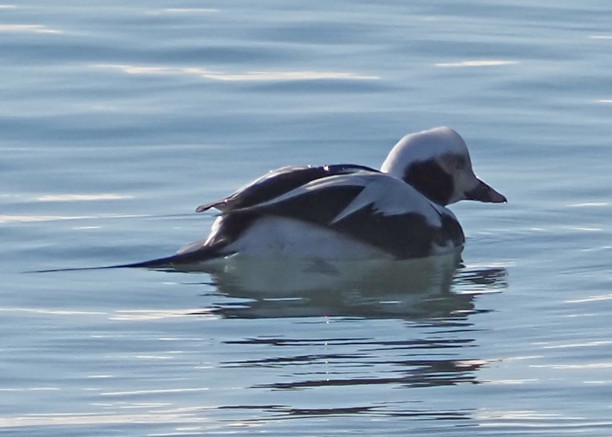 Long-tailed Duck - ML615089869