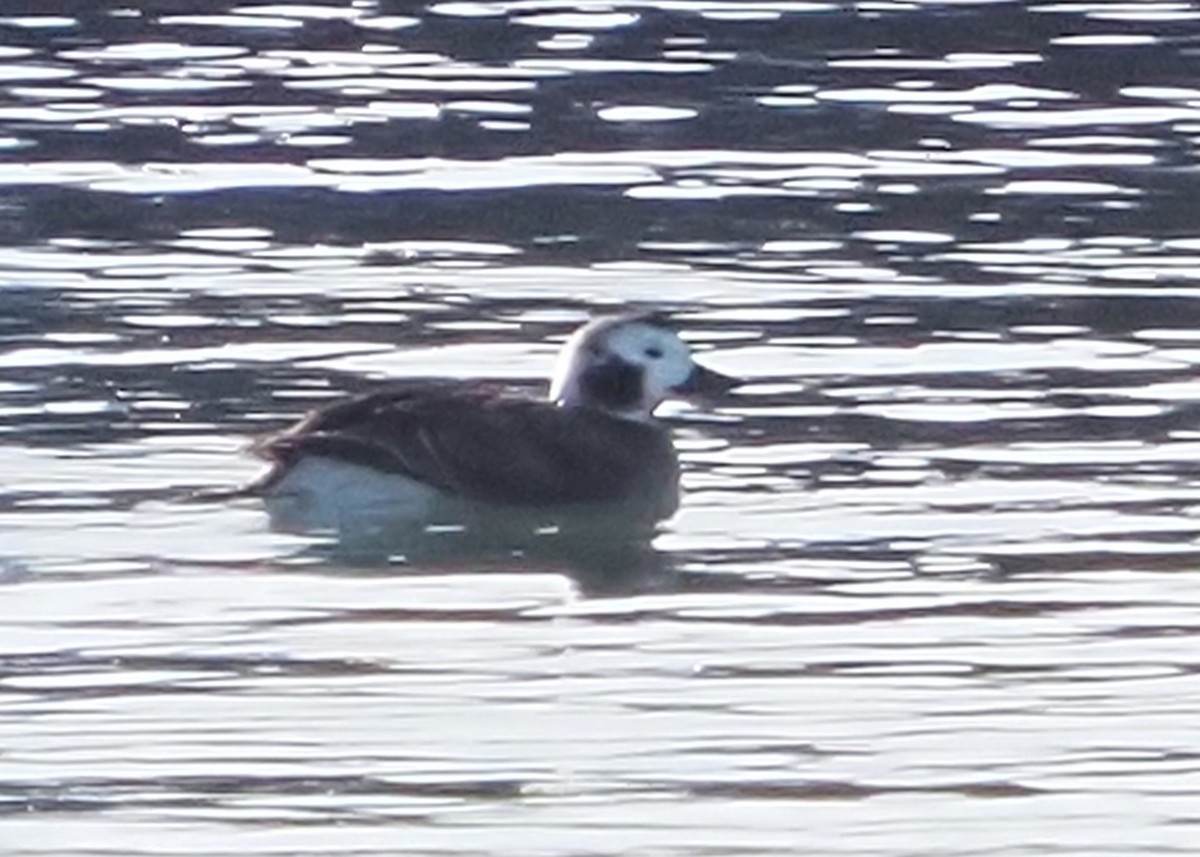 Long-tailed Duck - ML615089872