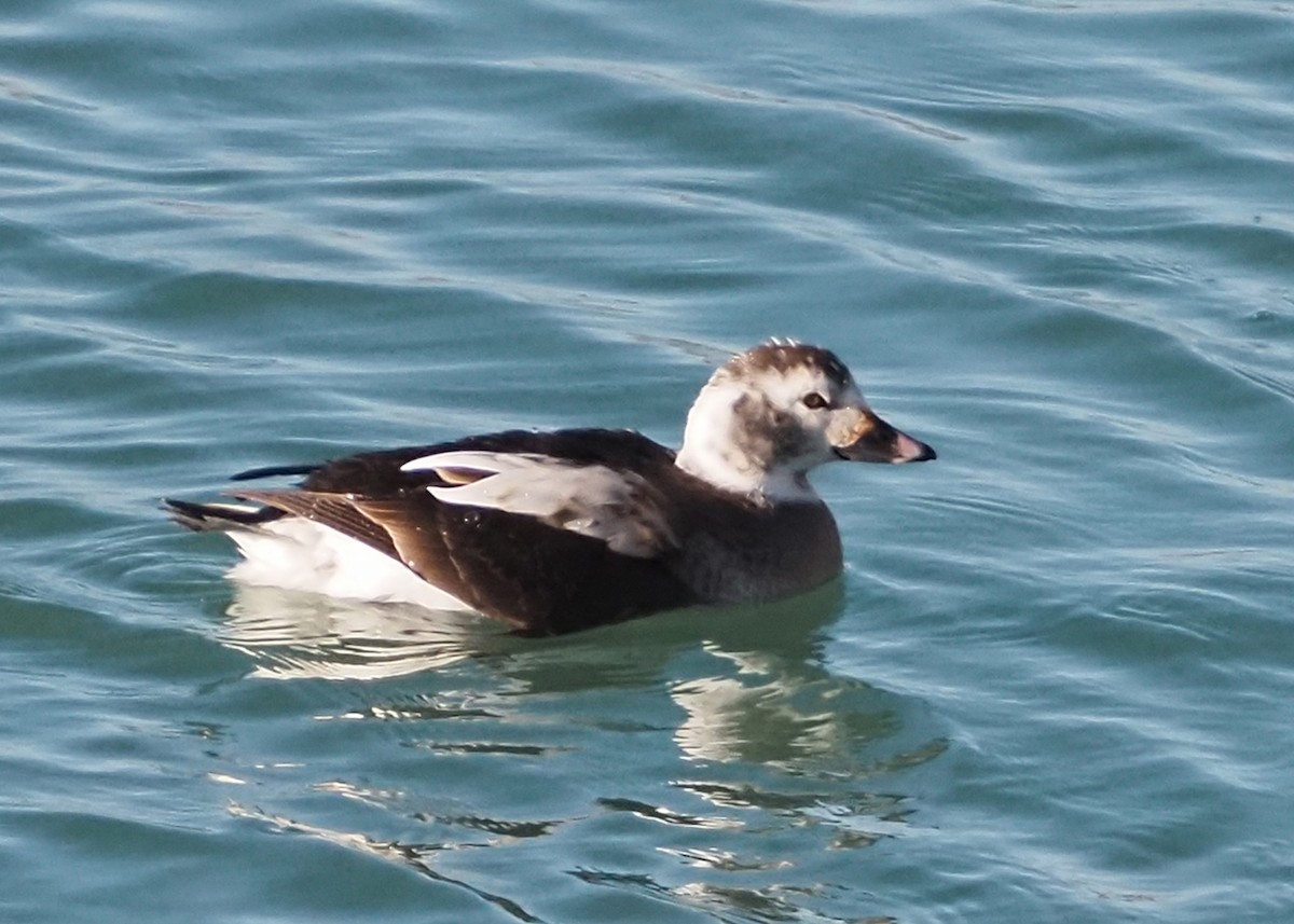 Long-tailed Duck - ML615089873