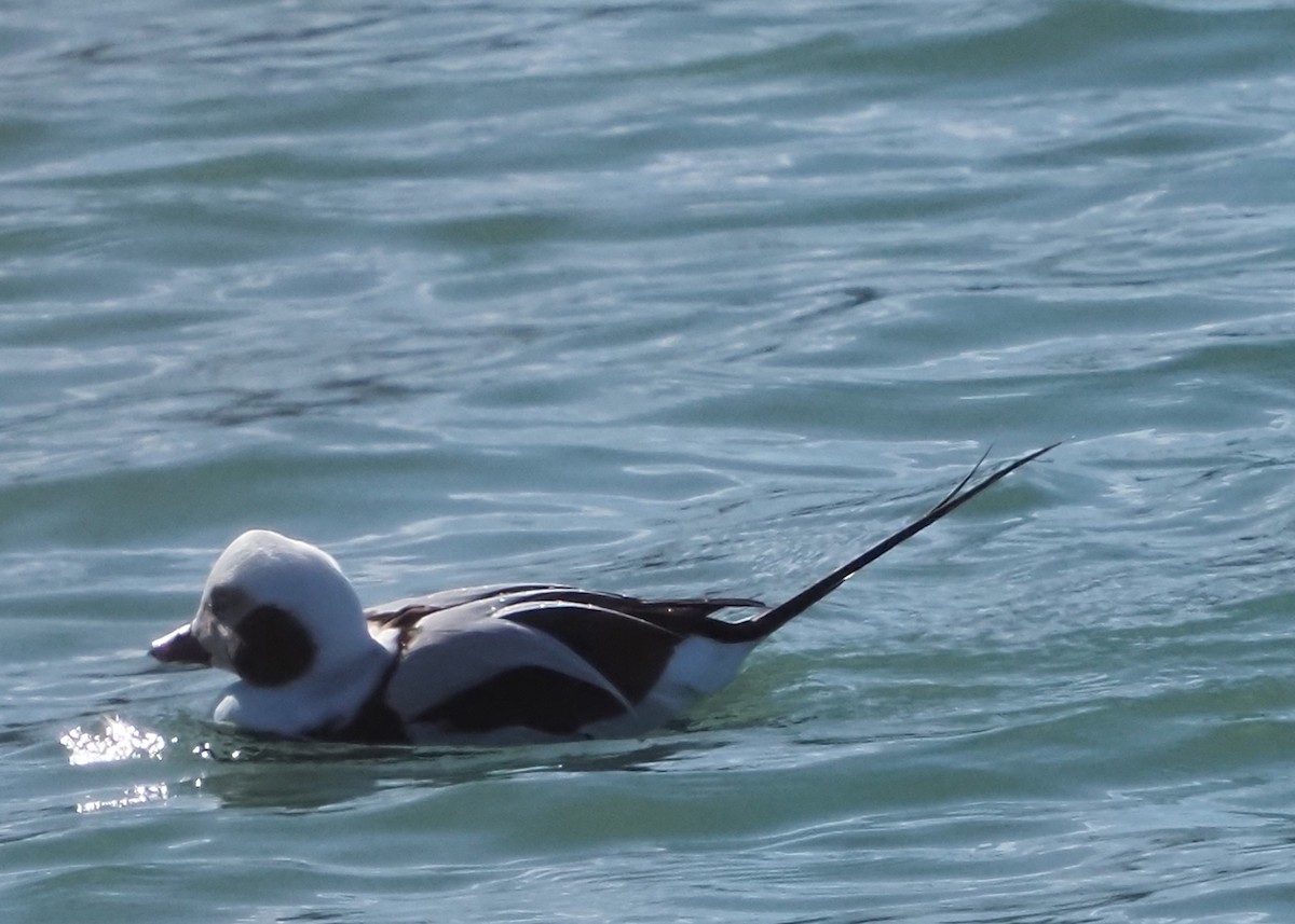 Long-tailed Duck - gary james