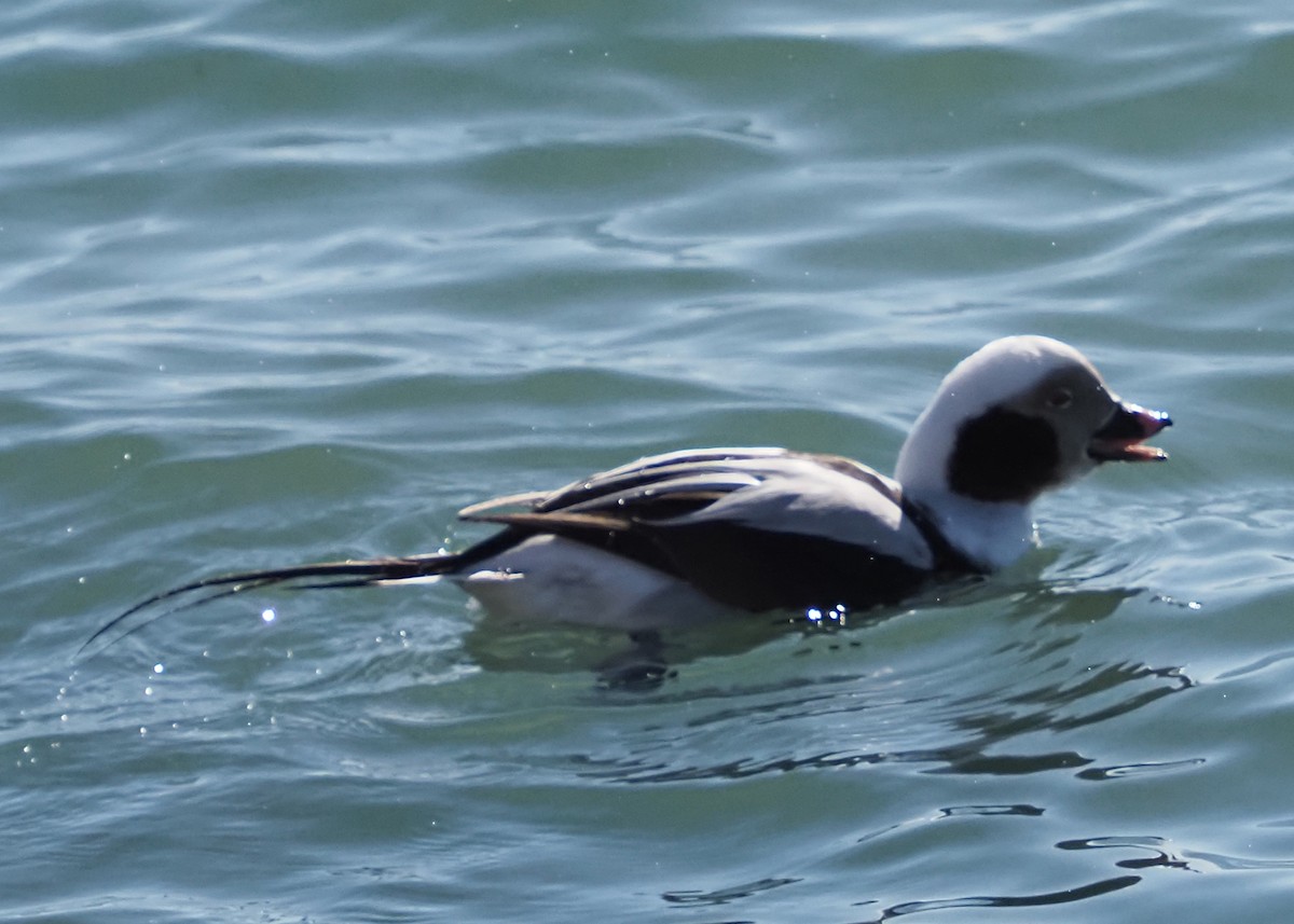 Long-tailed Duck - ML615089875