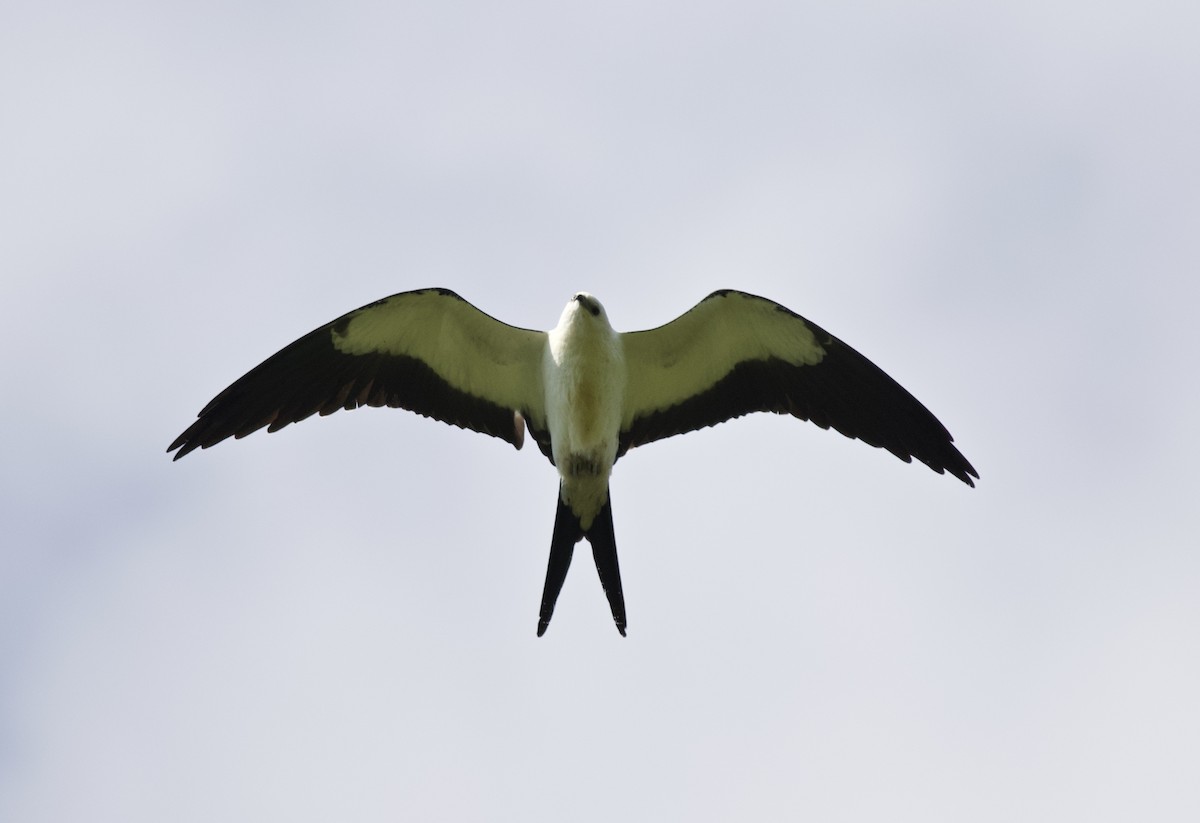 Swallow-tailed Kite - ML615090099
