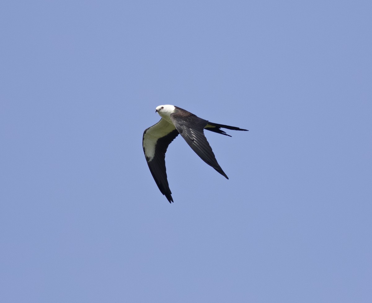 Swallow-tailed Kite - ML615090100