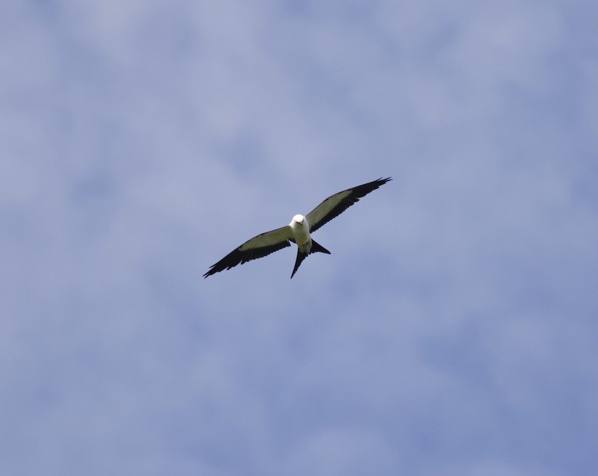 Swallow-tailed Kite - ML615090101