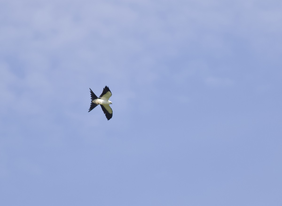 Swallow-tailed Kite - ML615090102