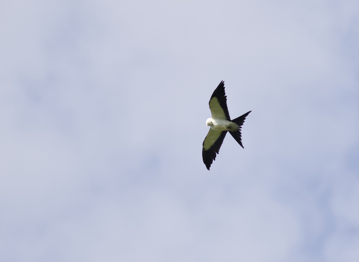 Swallow-tailed Kite - ML615090103