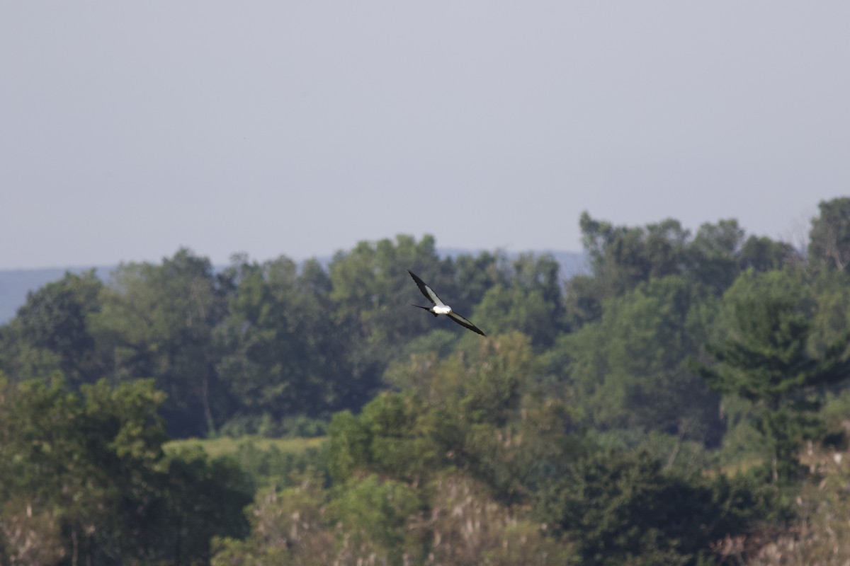 Swallow-tailed Kite - ML615090104