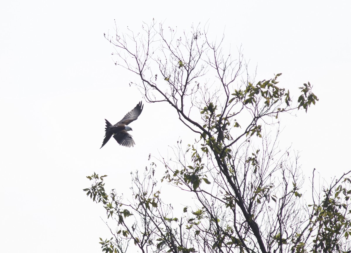 Swallow-tailed Kite - ML615090105