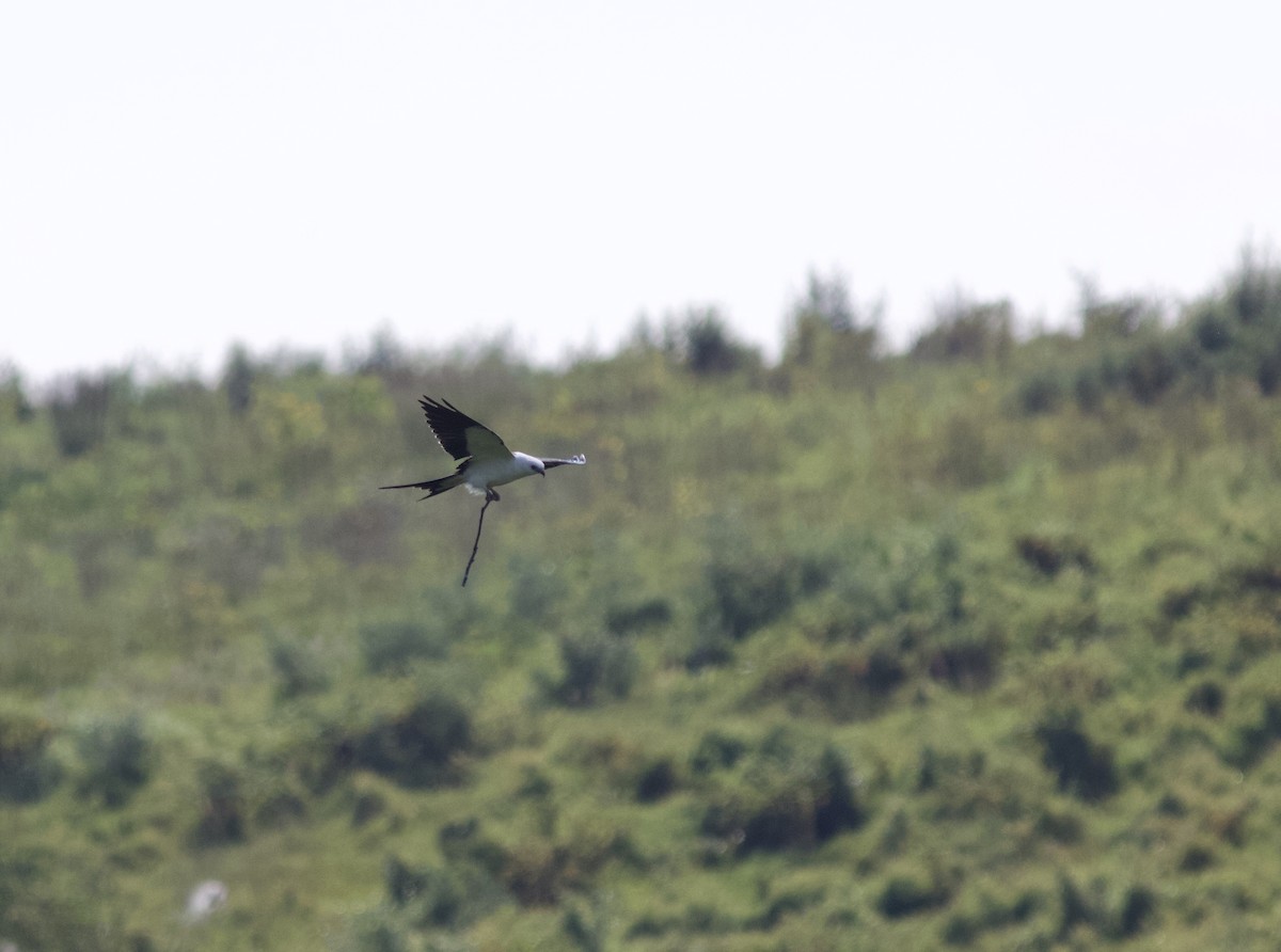 Swallow-tailed Kite - ML615090106