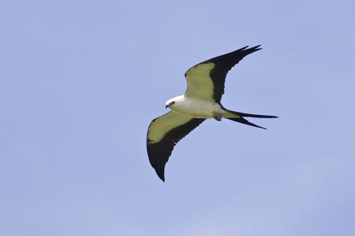 Swallow-tailed Kite - ML615090107