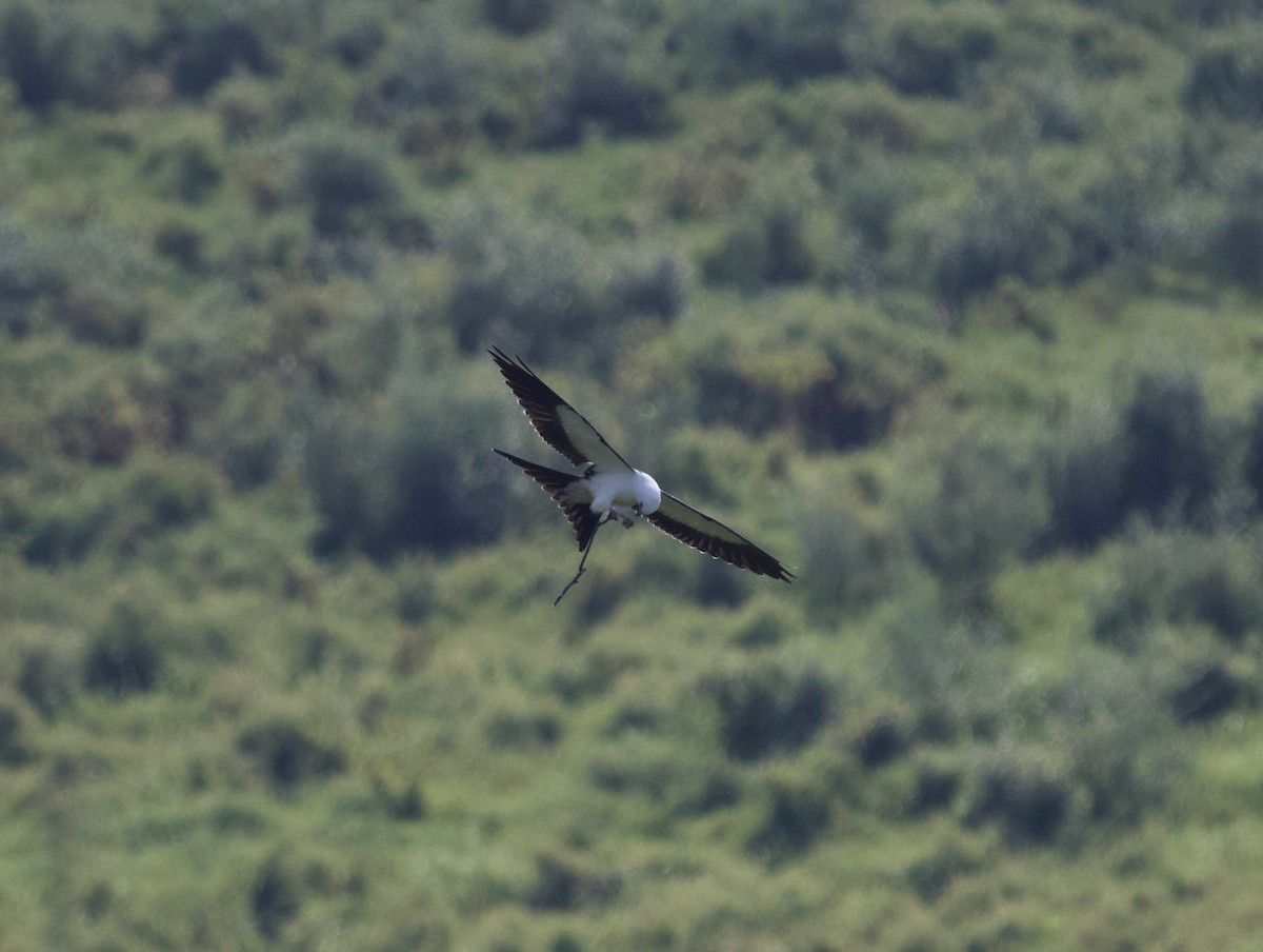 Swallow-tailed Kite - ML615090108