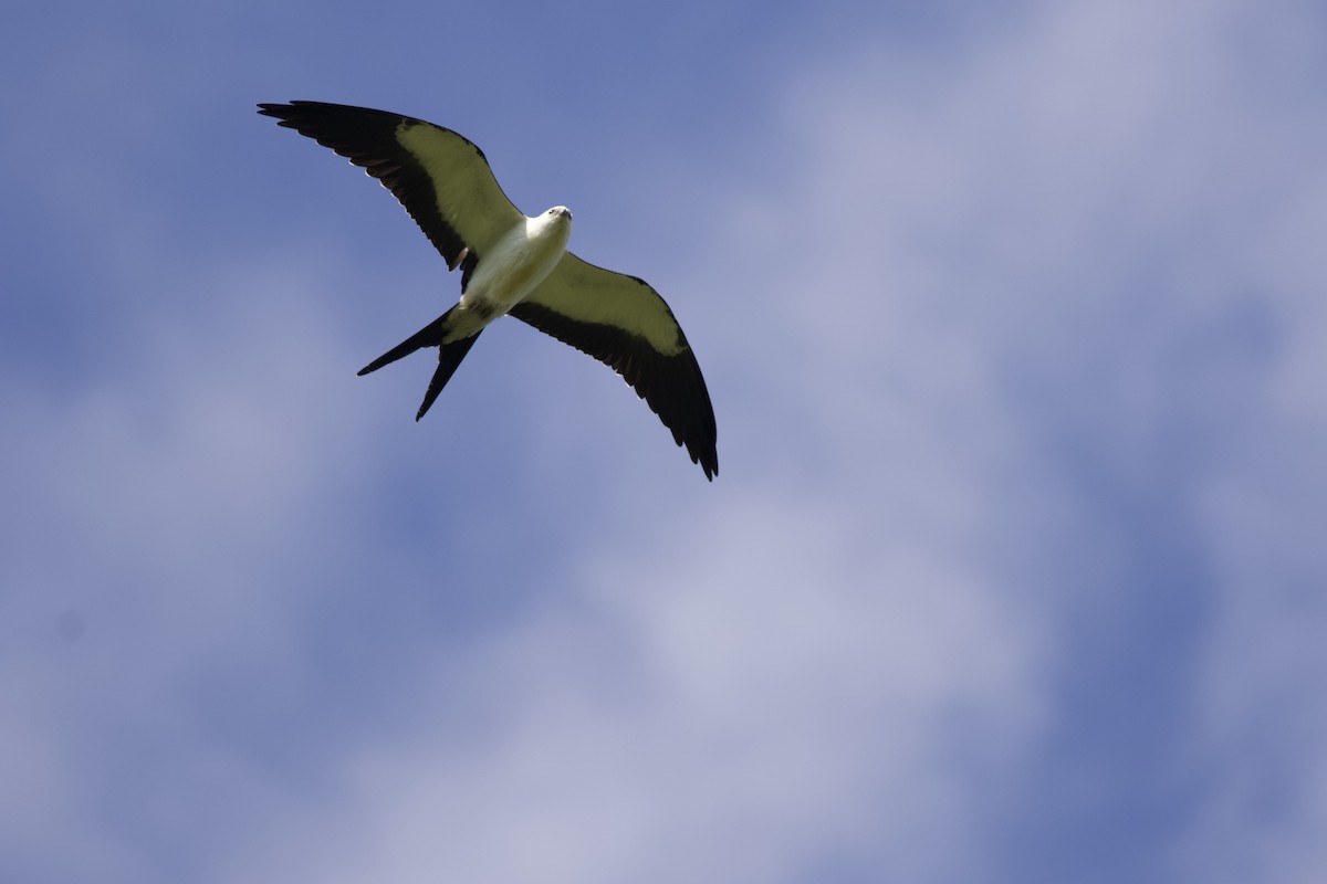 Swallow-tailed Kite - ML615090109